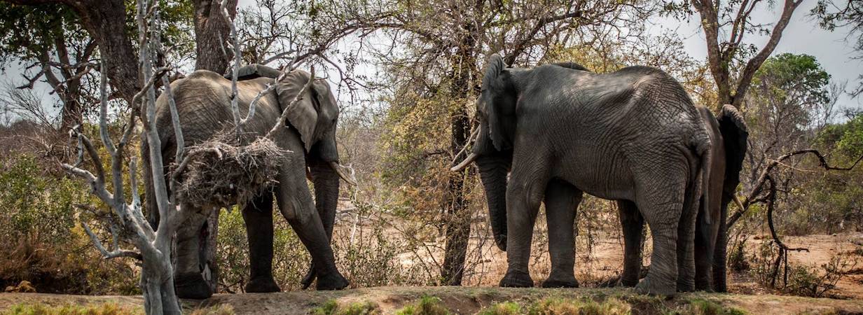 Effortless South Africa Safari