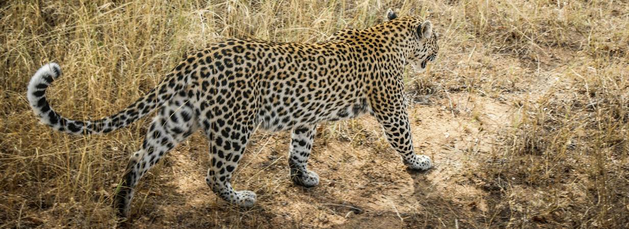 Kruger Bush Walking Safari