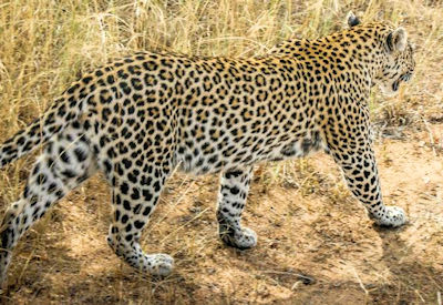 Walking safari at sunrise Greater Kruger National Park armed guide Big Five South Africa