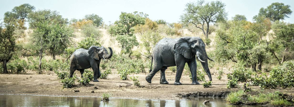 Kruger on Foot Walking Safari