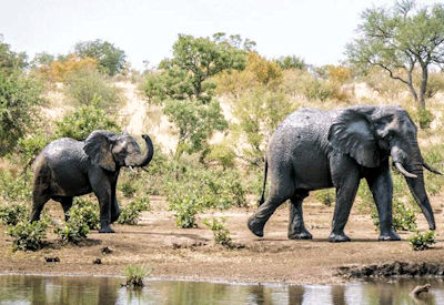 Walking safari single file long grass Greater Kruger National Park armed guide South Africa