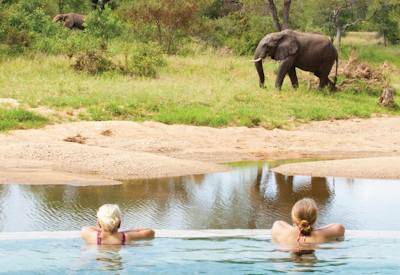 Motswari Game Lodge Timbavati Game Reserve Big Five Leopard Man Greater Kruger South Africa