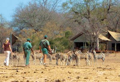 High tea African bushveld walking trail Rhino Post Kruger National Park South Africa