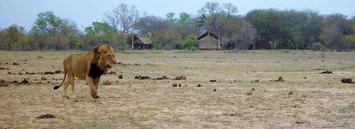 Kruger Walking & Timbavati Safari