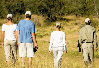 Expert armed ranger leading walking safari Ngala Game Reserve Greater Kruger South Africa