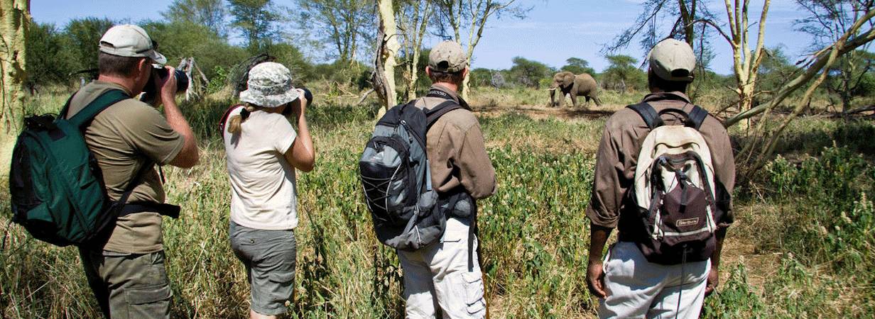 Pafuri Walking Safari