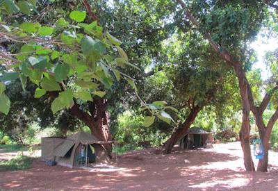 Dawn chorus wake-up rusks coffee Pafuri walking safari northern Kruger South Africa