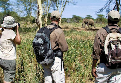 Fever tree forest Luvuvhu River Pafuri walking safari northern Kruger National Park South Africa