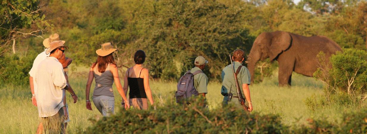 Rhino Walking Safari