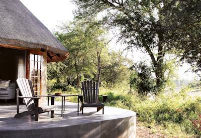 Rare White Lion Timbavati Game Reserve Motswari Game Lodge Greater Kruger South Africa