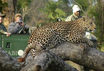 Sabi Sabi Fly In Safari