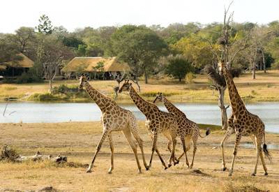 Big Five game drive Sabi Sand Game Reserve low vehicle numbers Greater Kruger South Africa