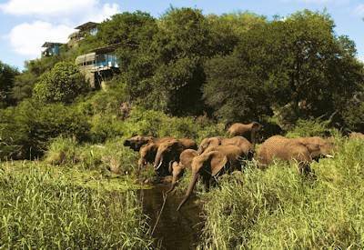 Open vehicle Big Five game drive Singita Lebombo concession Kruger National Park South Africa