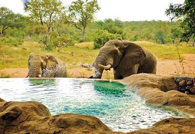 Motswari Game Lodge Timbavati Game Reserve Leopard Man Big Five Greater Kruger South Africa