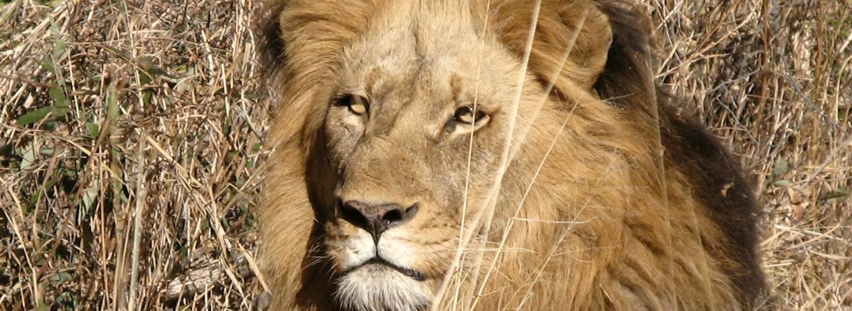 A World in One Country Safari