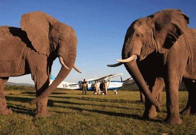 Addo Elephant Park