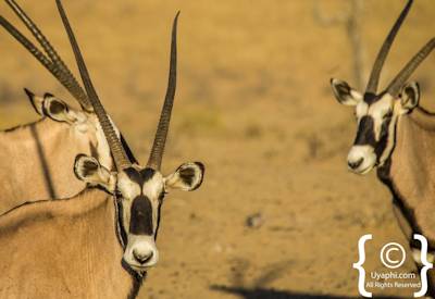 Kgalagadi Transfrontier Park