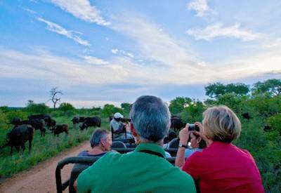 Schedule Safaris