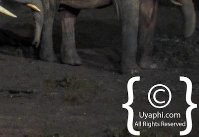 Aberdare National Park Safari