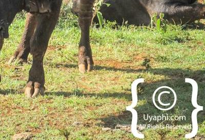 Aberdare National Park Safari