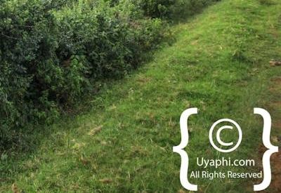 Aberdare National Park Safari