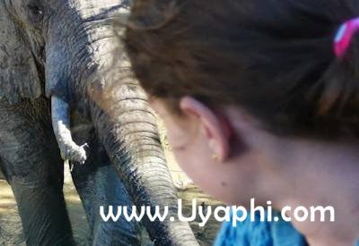 Addo Elephant Back Safari