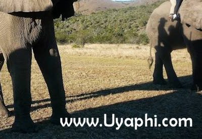Addo Elephant Back Safari