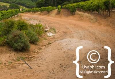 Constantia Winelands