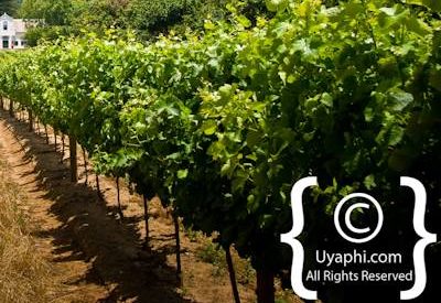 Constantia Winelands