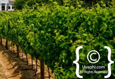 Constantia Winelands