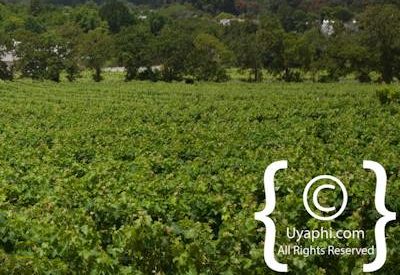 Constantia Winelands