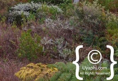 Elephant Hide Guest Lodge Review