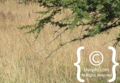 Fugitives Drift Review