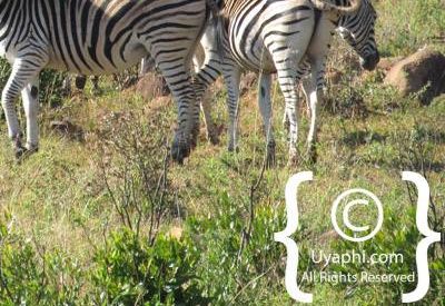 Fugitives Drift Review