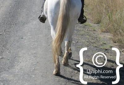 Fugitives Drift Review