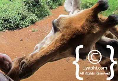 Giraffe Manor Review