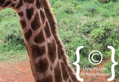 Giraffe Manor Review