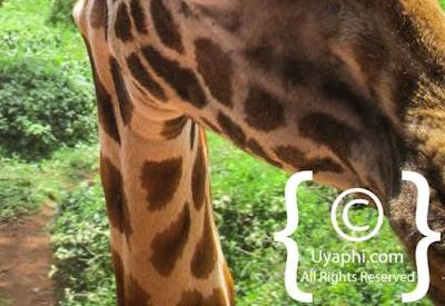 Giraffe Manor Review