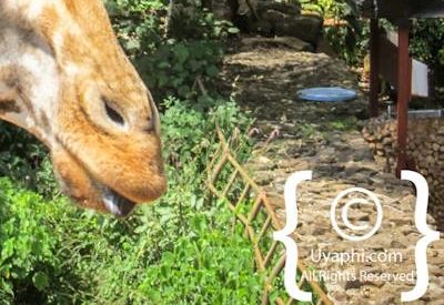 Giraffe Manor Review