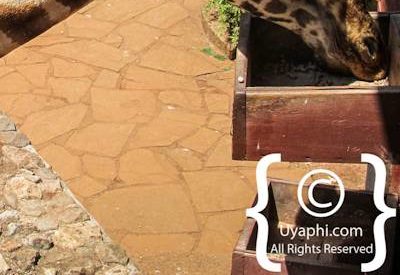 Giraffe Manor Review