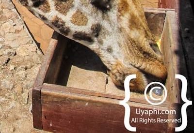 Giraffe Manor Review