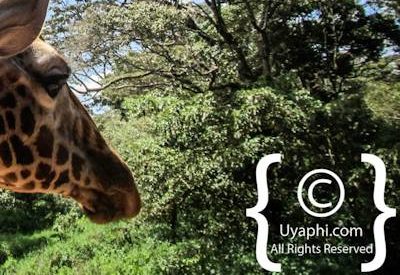 Giraffe Manor Review