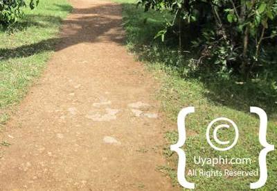 Governors Camp Kenya Review