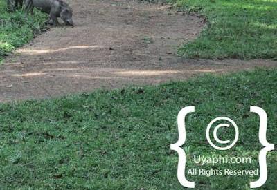 Governors Camp Kenya Review