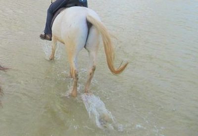Horse Riding in Cape Town