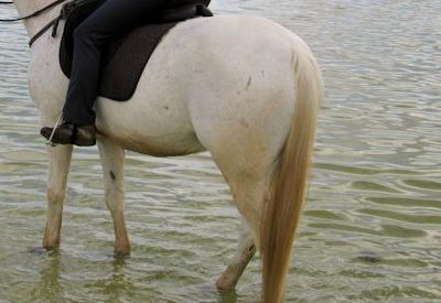 Horse Riding in Cape Town