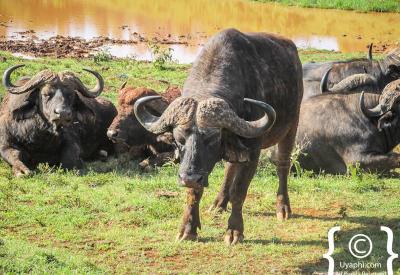 Aberdare Country Club colonial Kenya wildlife park golf course Aberdare National Park gateway