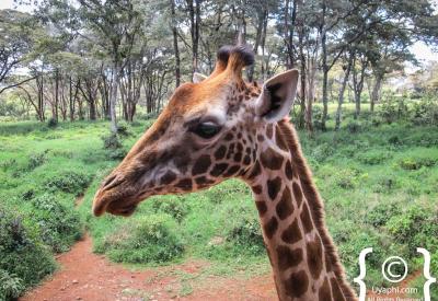 Giraffe Manor Nairobi Kenya private panelled dining room candelabra eight guests local ingredients Kenya