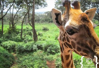Giraffe Manor Nairobi Kenya Giraffe Centre adjacent Rothschild subspecies conservation breeding Kenya