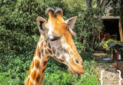 Giraffe Manor Nairobi Kenya giraffe peering window breakfast supplicant fibrous pellets Kenya